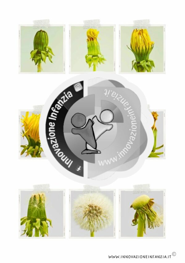 8° uda L'ERBA E I FIORI: UNO GNOMO IN GIARDINO